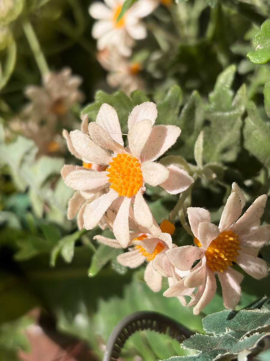 iPhone 17 review macro photography